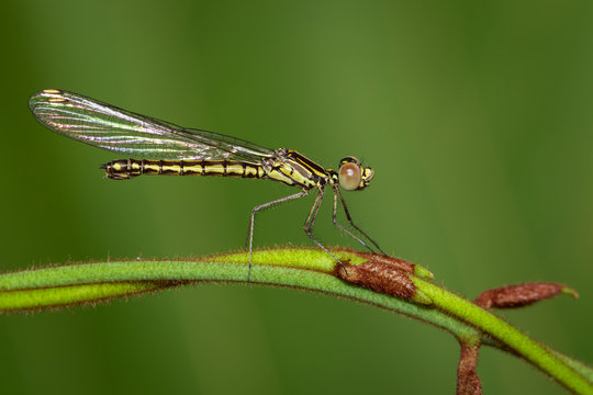 Image of Libellago lineata lineata dragonfly (Rhinocypha fenestrella) on a green branch. Family Chlorocyphidae. Insect. Animal,