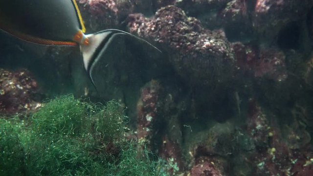 triggerfish feeding eat seaweed algae in andaman sea