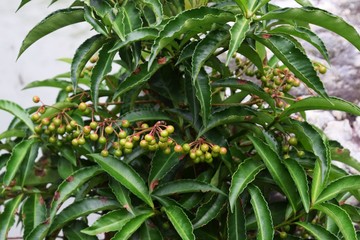 Fototapeta premium マンリョウ