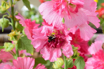 Hibiskus © JuLa