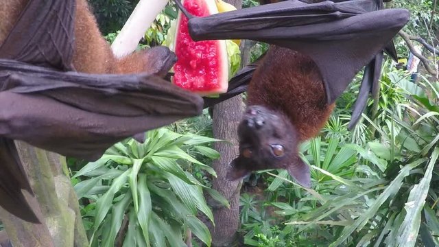 Two Flying Fox are hanging on a tree branch and eating watermelon slow motion