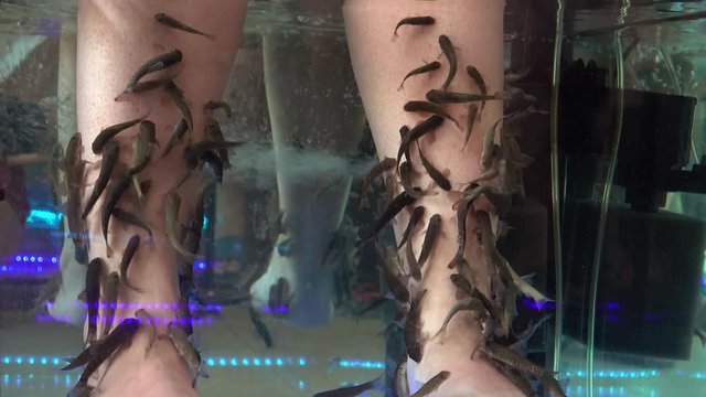 Close up of female feet in aquarium with Garra rufa fish. Spa pedicure and treatment