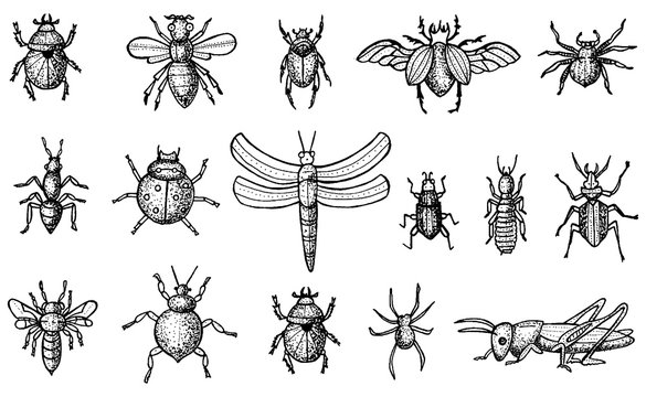 Insects Set with Beetles, Bees and Spiders Isolated on White Background.