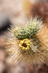 Flowers of Teddy Bear Cholla cactus