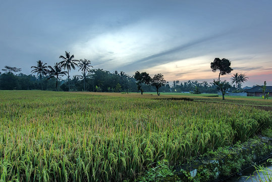 Beauty rice field