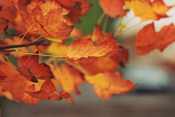 Fall coming in forest 