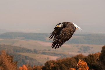 Weißkopfseeadler  When Flying Eagle