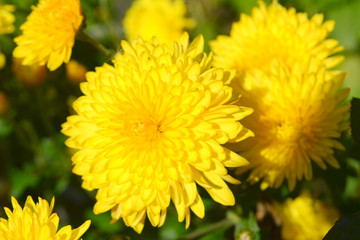 beautiful fresh autumn yellow flowers chrysanthemum close-up isolated.
