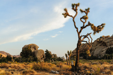 Joshua Tree Barker Dam Area near Sunset