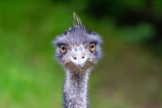 Portrait eines Emu Kopfes vor grünen Hintergrund