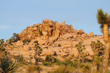 Fototapeta premium Joshua Tree Barker Dam Area near Sunset