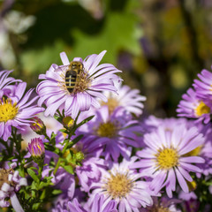 bee flower 2