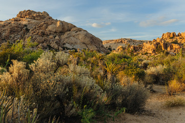 Joshua Tree Barker Dam Area near Sunset
