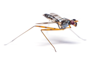 Stilt-legged fly use its front legs to rubs its wing isolated on white background