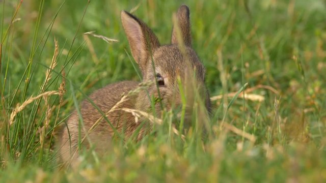 Wild european rabbit (Oryctolagus cuniculus) in meadow