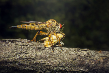 Asilidae Robber Assassin Fly Eating Prey