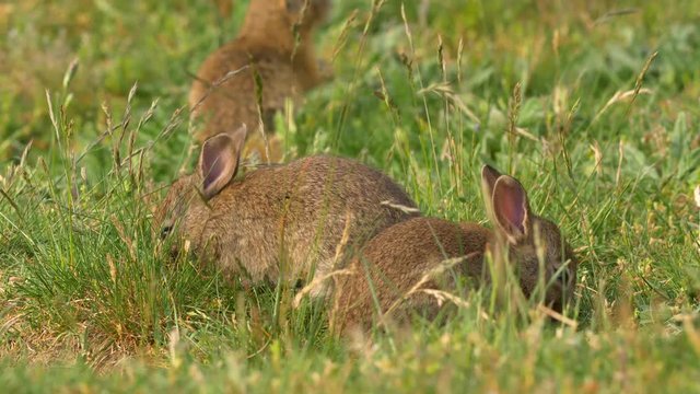 Wild european rabbit (Oryctolagus cuniculus) in meadow