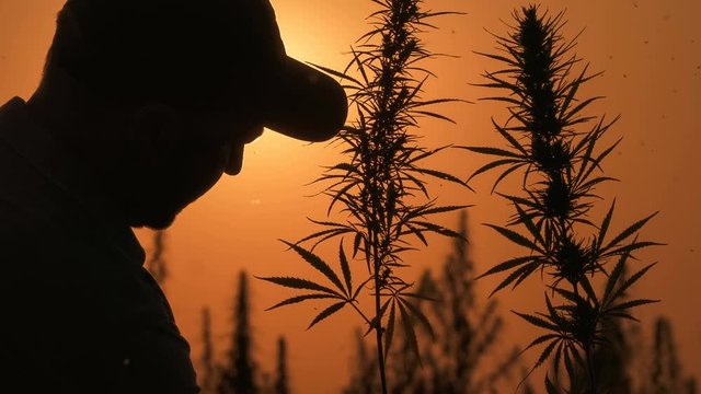 Medium shot of the man processing the marijuana field in the sunset background.