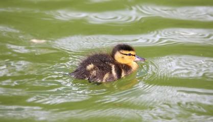 Small fluffy kid duck floating in wavy green water in the beginning of summer close up