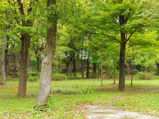 大阪城公園内の木々