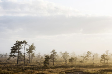Obraz premium The sun Latvia.Dunikas swamp and mist rises