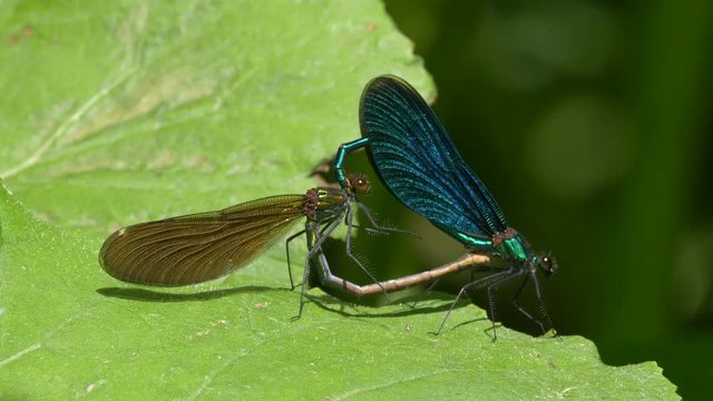 Beautiful demoiselle 
