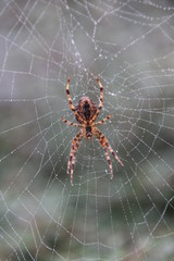 Spider in her web in the morning dew