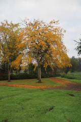 Naklejka premium Autumn leaves in several colors in The Netherlands