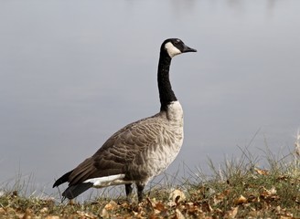 Canadian goose