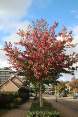 Naklejka premium Autumn leaves in several colors in The Netherlands