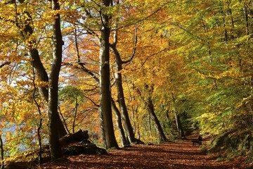 deciduous forest in golden autumn colors
