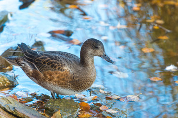 Eurasian wigeon (Anas penelope)