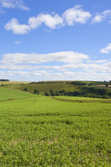 Fototapeta na wymiar pea crop and countryside