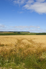 golden barley and countryside