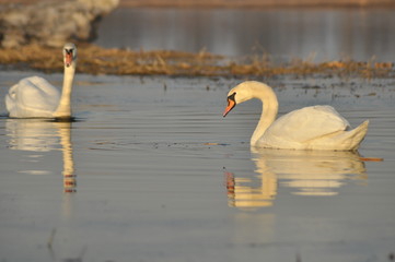 Swans swimming on the river. A pair of birds on the water. Love and faithfulness.