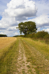 Fototapeta premium ash tree and bridleway