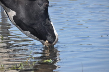 The cow's mouth. Moist nostrils domestic cattle. Organ of smell.