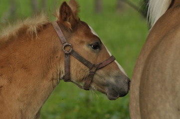 Workhorse. Grazing in the pasture. Meadow in the valley of the Bug.