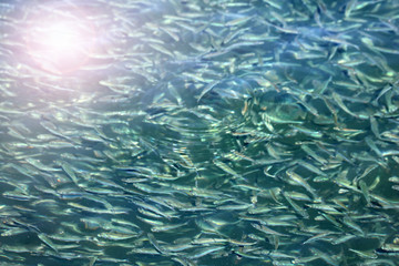 Millions of little fish under the sea water reflects sunlight.