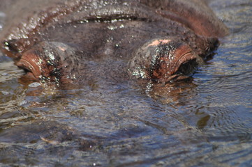 Fototapeta premium Hippo. Floating in the water a large animal living in Africa