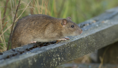 Brown rat