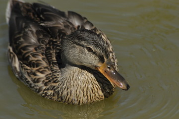 Mallard Duck. Wild bird floating on the lake. Portrait of the animal.