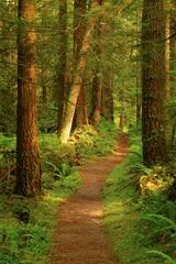 a picture of an Pacific Northwest forest trail © Craig  R. Chanowski