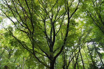 Baum Hintergrund grün