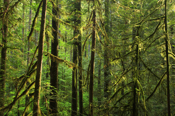 a picture of an Pacific Northwest rainforest