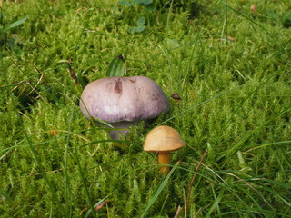 Butterpilze auf Moos