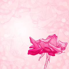Hand drawn beautiful flower of pink rose on a pink background. Sketch. 