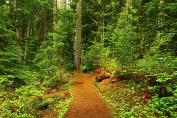 a picture of an Pacific Northwest forest trail