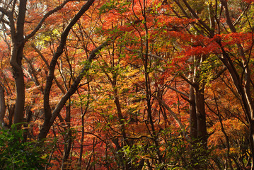 紅葉