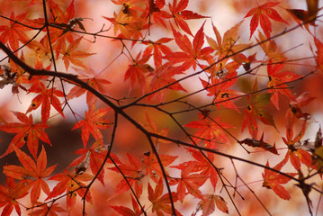 紅葉